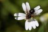 Gonia divisa